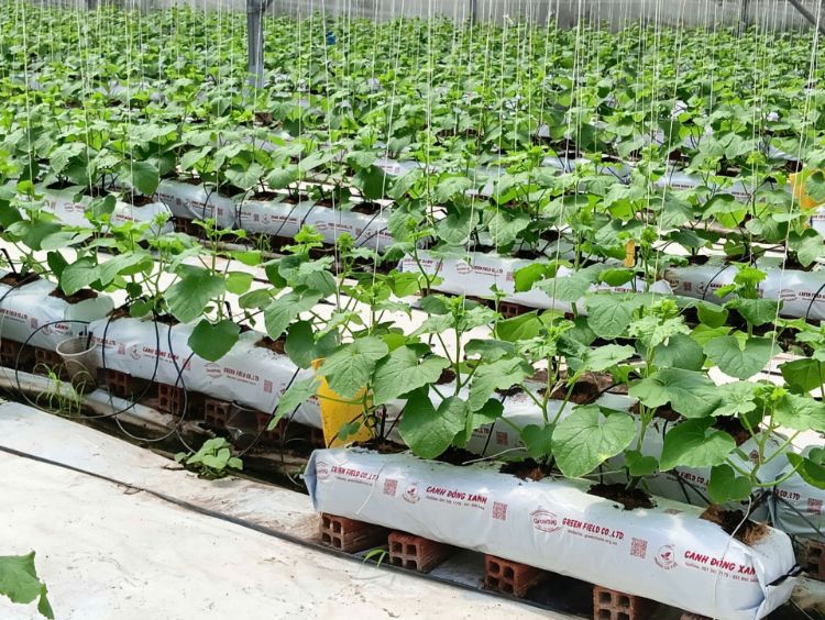 Ảnh của THANH GROWBAG 100 x 20 x15 