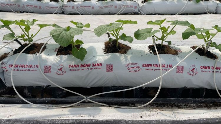 Ảnh của THANH GROWBAG 100 x 20 x15 