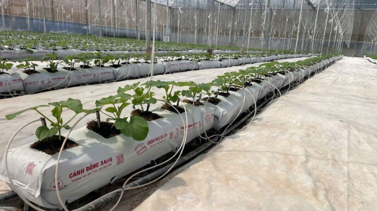 Ảnh của THANH GROWBAG 100 x 20 x15 